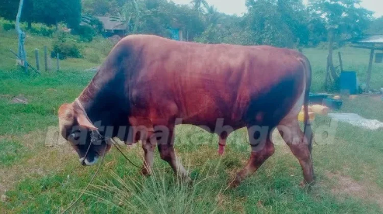 Natuna Terima Bantuan  Sapi Qurban Dari Presiden