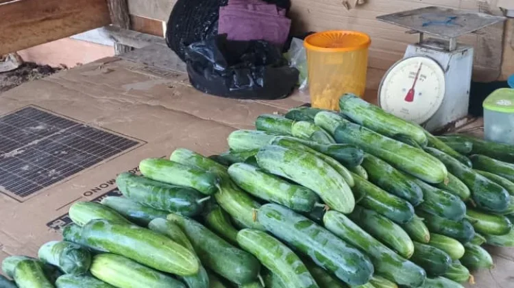 Harga Timun di Natuna Turun