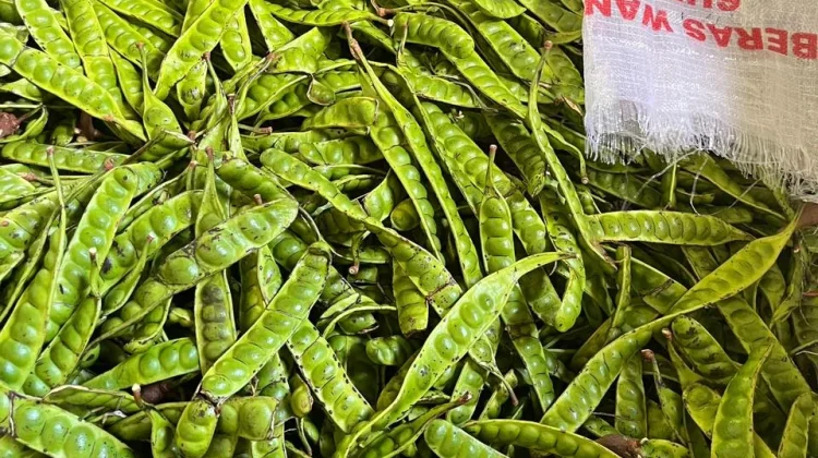 Harga Petai di Ranai Masih Tergolong Mahal