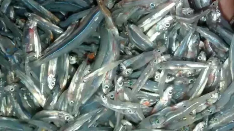 Ikan Bilis Segar Baik untuk Tumbuh Kembang Anak