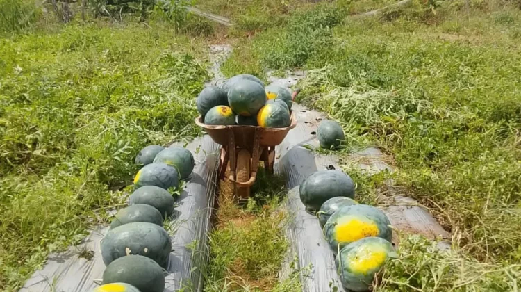 Petani Harapan Jaya Panen Semangka di tengah Musim Kering