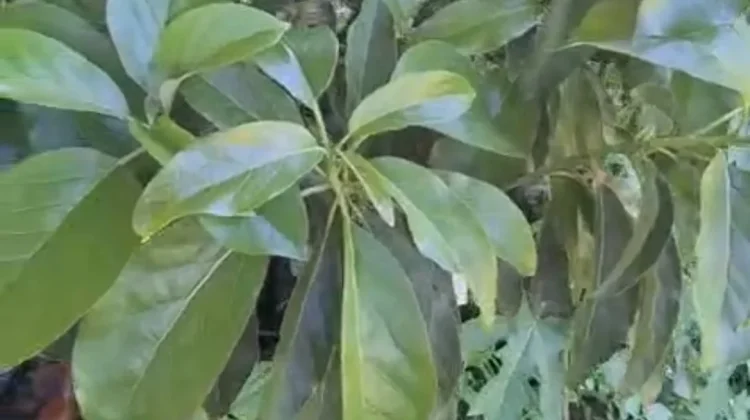 Kompos Organik “Radar Eco Green” Manfaatkan Bahan Alami untuk Kesuburan Tanah