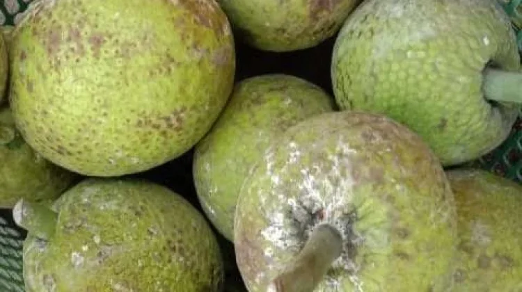 Manfaat dari  Buah Sukun  yang Jarang Kita Ketahui