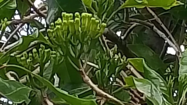 Prospek ‘Emas Hitam’ asal Natuna