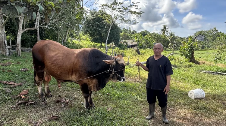 Sapi Milik Pak Mondosio Dipilih untuk Kurban Presiden di Natuna