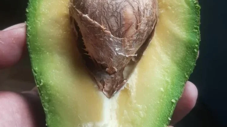 Alpukat, ini cara yang Baik dan Benar Mengkonsumsinya