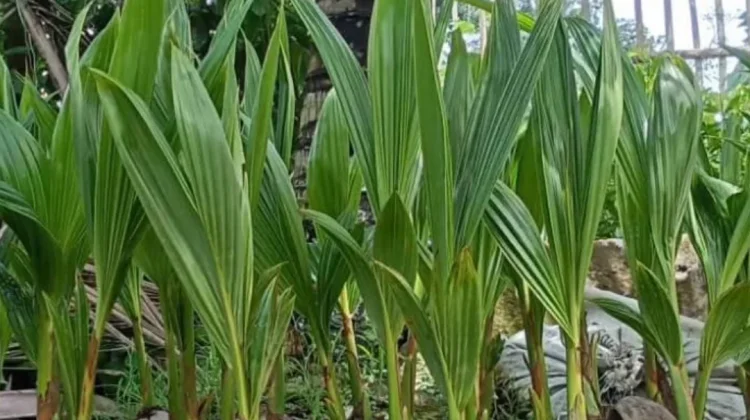 Prospek Kelapa Hybrida di Natuna