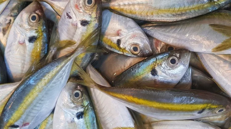 Ikan Kembung: Kaya Nutrisi, Baik untuk Jantung dan Otak