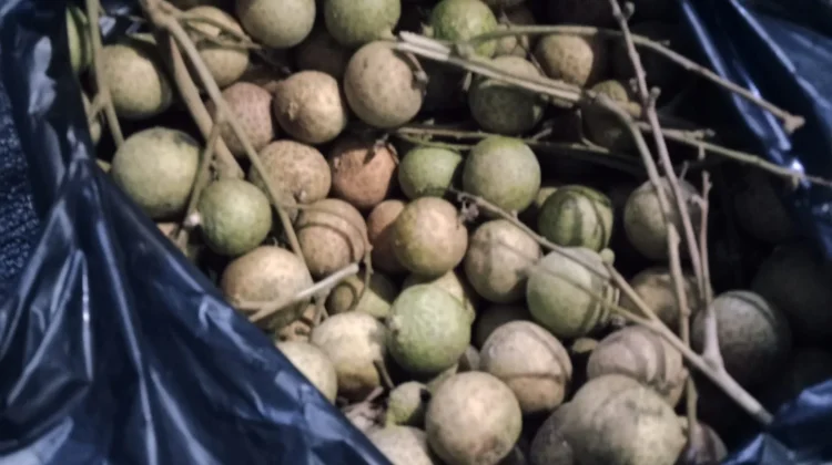 Manfaat Buah Lengkeng untuk Ibu Hamil