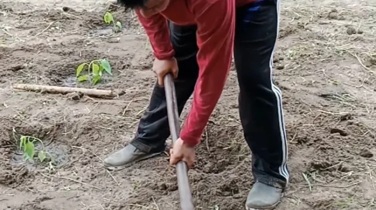 Manfaat Mencangkul untuk Kesehatan Tubuh
