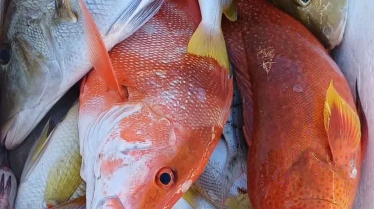 Melimpahnya Hasil  Laut Natuna