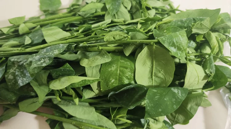 Daun Katuk Miliki Beragam Manfaat bagi Kesehatan Tubuh
