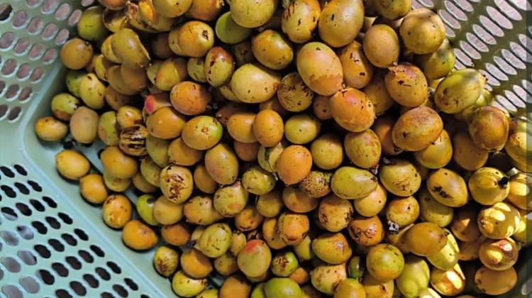 Musim Buah Matoa Tiba, Pedagang Musiman di Ranai Raup Cuan Melimpah