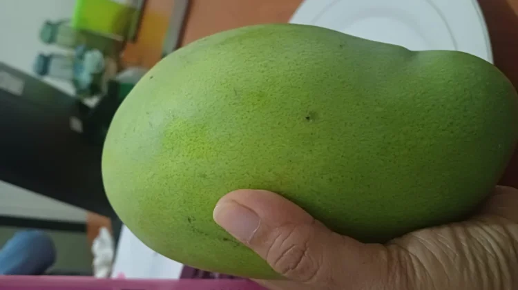 Mangga Mengkal Jadi Primadona Pencinta Rujak