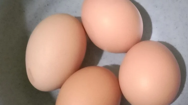 Makan Telur Rebus Setiap Hari, Sehat atau Berbahaya?