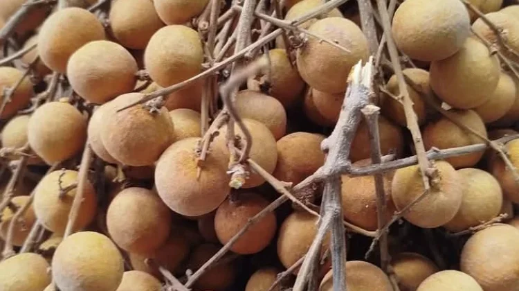 Manfaat Buah Lengkeng untuk Kesehatan Tubuh