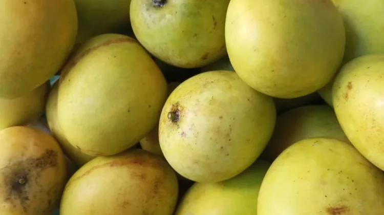 Mangga, Ini Manfaatnya Bagi Tubuh