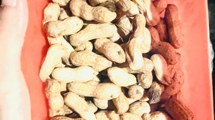 Kacang Tanah Rebus dan Manfaatnya