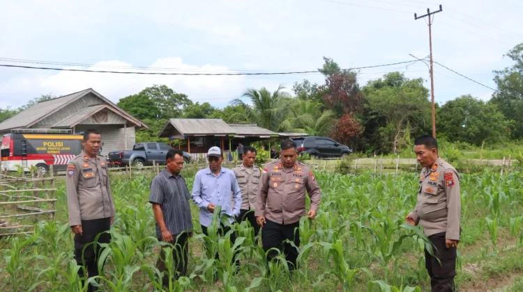 Panen Jagung Dukung Ketahanan Pangan