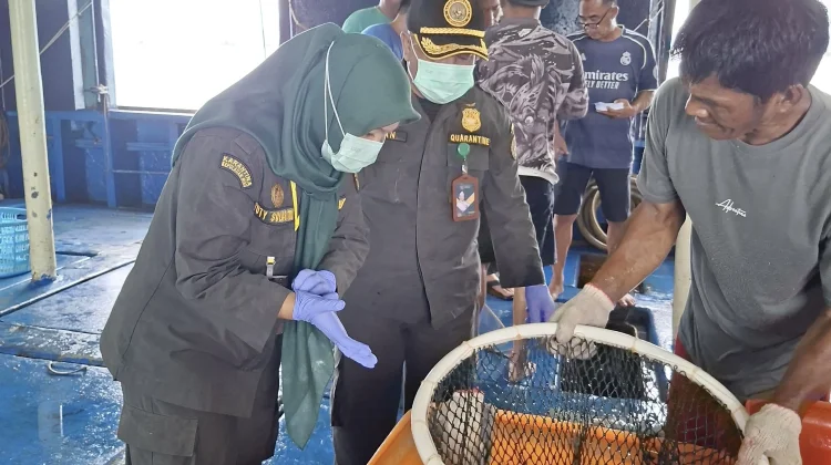 Ekspor Ikan Hidup Natuna Tembus Rp1,2 Miliar, Karantina Pastikan Bebas Penyakit