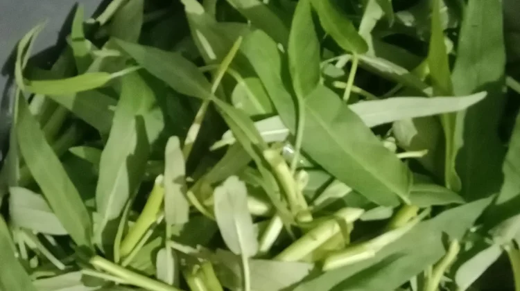 Kangkung,  Benarkah Bisa Bikin Ngantuk?