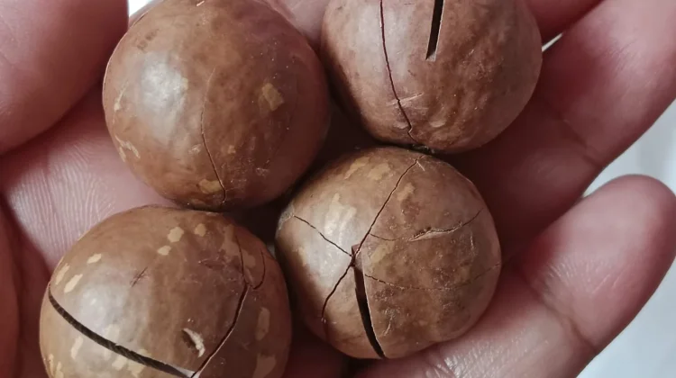 Asal Usul Kacang Macadamia