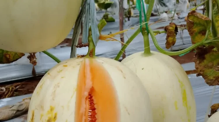 Petani Harapan Jaya Kembangkan Melon Kirani Premium