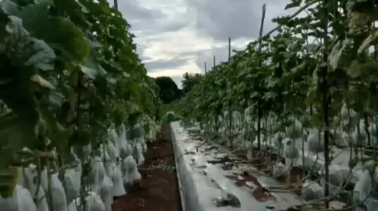 Bibit Premium Jadi Kunci Budidaya Melon Kirani di Harapan Jaya
