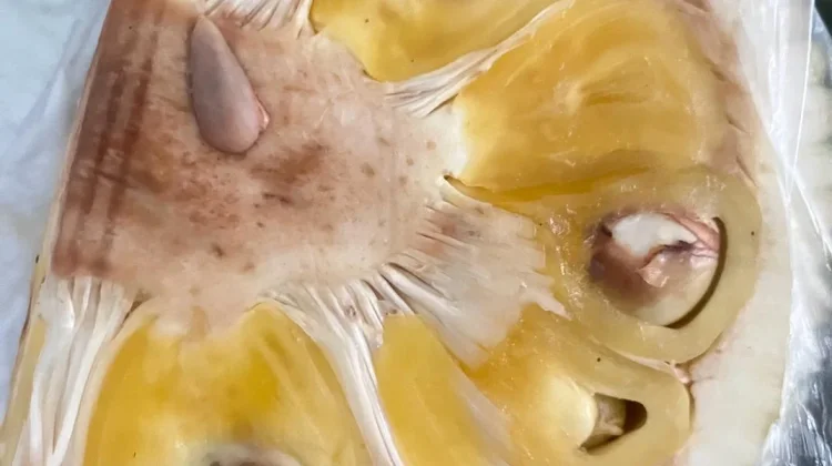 Nangka dan Efek Sampingnya Bagi Kesehatan