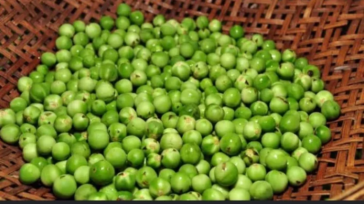 Fakta Menarik tentang Buah Rimbang