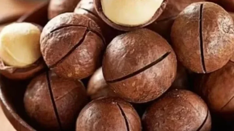 Manfaat Kacang Macadania untuk Ibu Hamil dan Janin