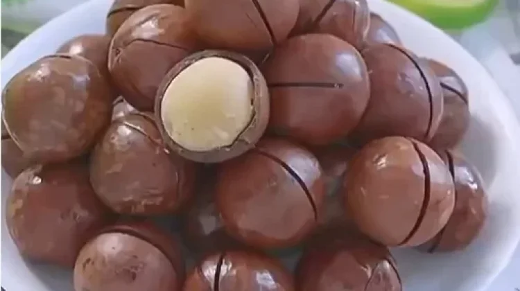 Manfaat Kacang Macadamia untuk Kesehatan Tubuh