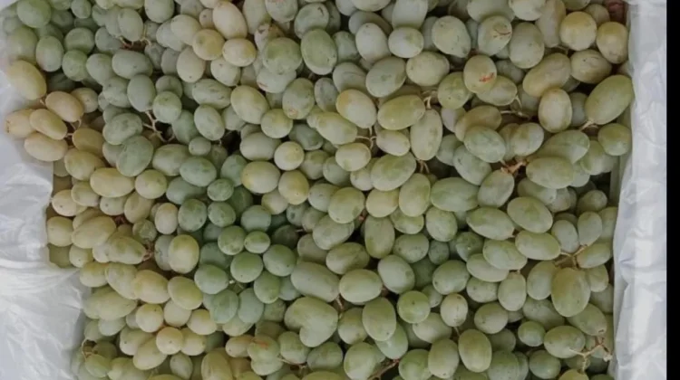 Manis, Segar, dan Praktis, Anggur Hijau Kini Jadi Buruan Pecinta Kuliner Sehat