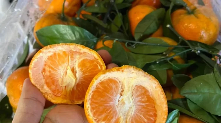 Jeruk Mandarin Jadi Pilihan Tepat untuk Jaga Kesehatan Tubuh