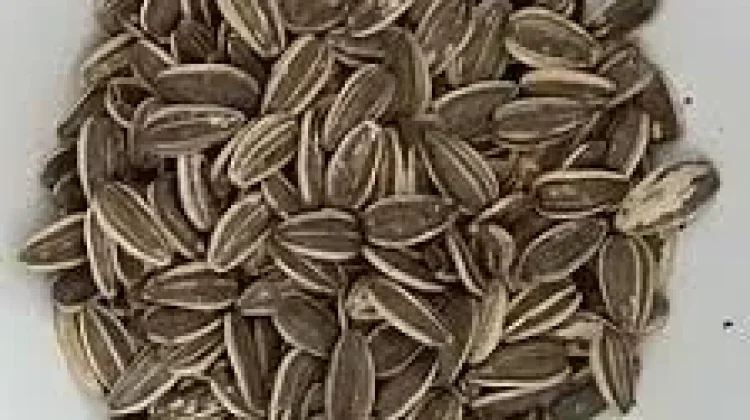 Kandungan Nutrisi dan Manfaat Kuaci bagi Kesehatan