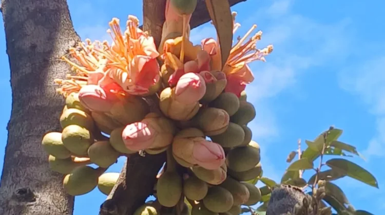 Prospek Durian Unggul di Natuna