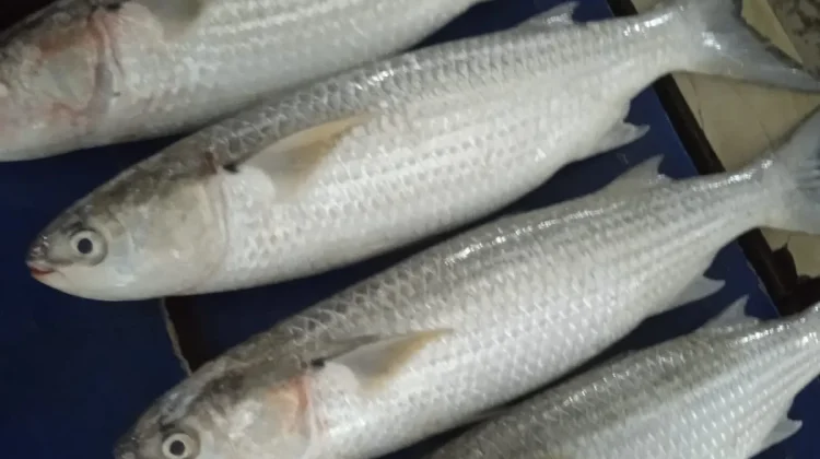 Cara Membedakan Ikan Segar agar Aman Dikonsumsi