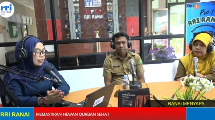 Midai Teratas Secara Kwalitas untuk Hewan Qurban di Natuna