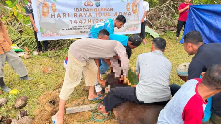 Polres Natuna Sembelih 4 Ekor Sapi Kurban, di Hari Raya Idul Adha 1447 H