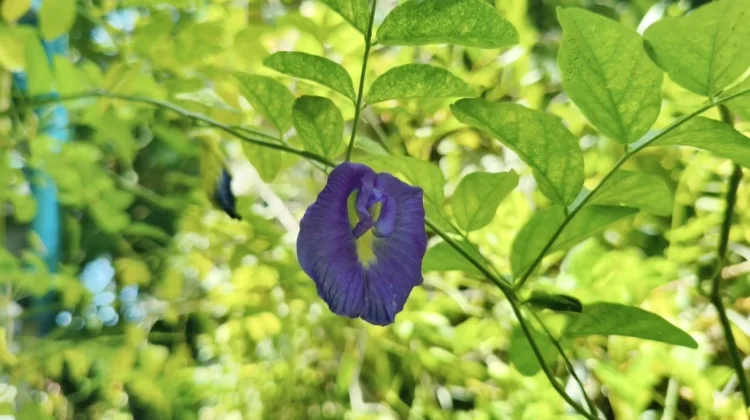 Bunga Telang, Si Biru Cantik yang Banyak Khasiatnya
