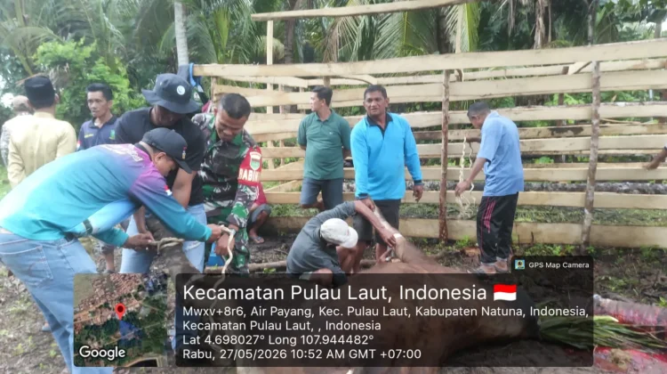 Koramil Pulau Laut Potong Sapi Qurban Presiden