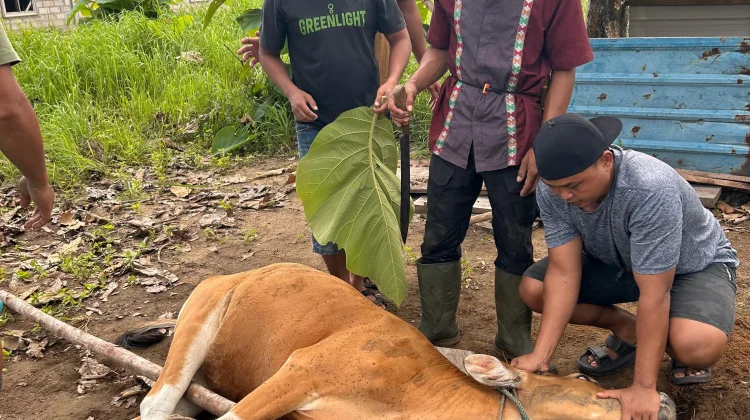 Hangatkan Idul Adha 1447 H,  KPP SAR Natuna Qurban 2 Sapi