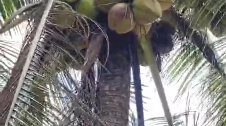 Kelapa Kampung Tanaman Turun Temurun di Natuna