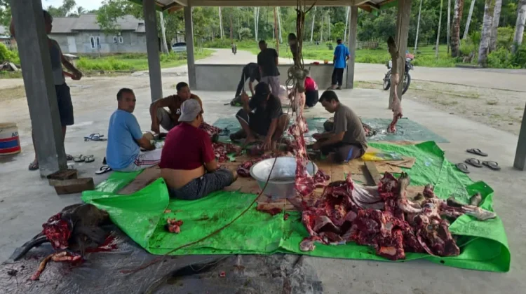 Bunguran Utara Data 14 Ekor Hewan Qurban