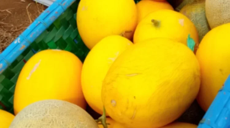 Petani Melon Harapan Jaya Terima Pesanan MBG