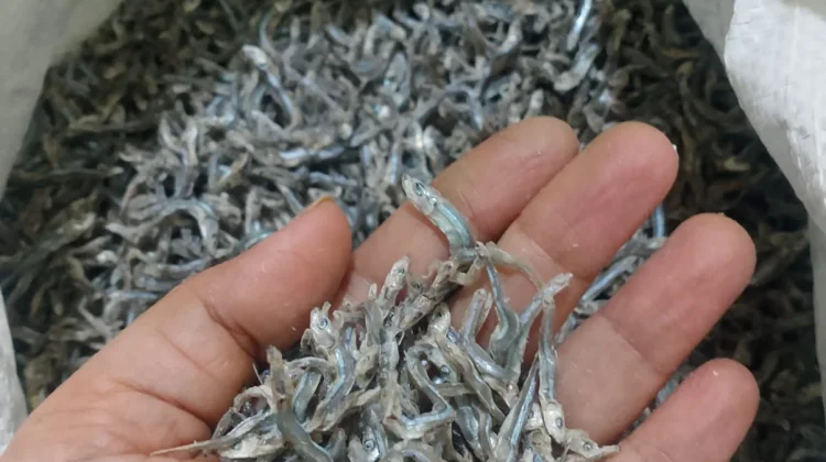 Warga Cemaga Natuna Andalkan Hasil Ikan Teri untuk Penuhi Kebutuhan Hidup