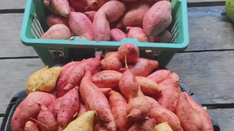 Ketela Rambat Celah Kumpul Receh
