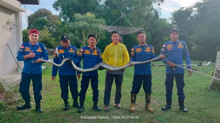Damkar Natuna Evakuasi Ular Piton di Permukiman Warga Ranai Kota