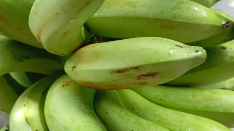 Manfaat Pisang Hijau Bagi Tubuh