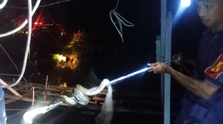 Damkar Natuna Evakuasi Ular Piton di Permukiman Warga
